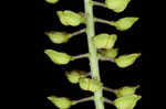 Field pepperweed